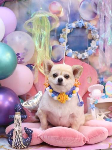 20240801ポロくん